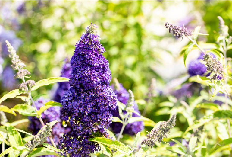 Buddleja davidii BUZZ™ 'Midnight' Buddleja davidii BUZZ™ 'Midnight'