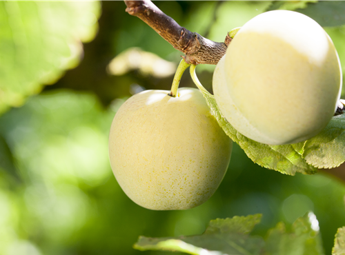 Prunus domestica subsp. syriaca 'Aprimira' Prunus domestica subsp. syriaca 'Aprimira'