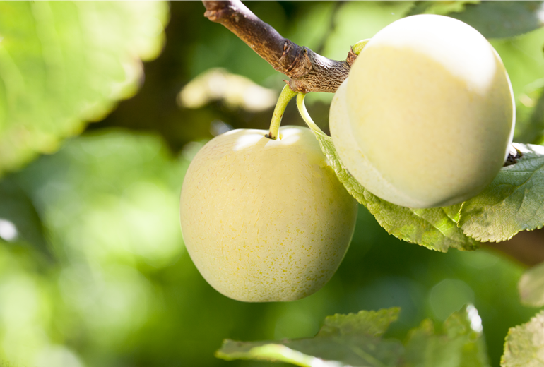 Prunus domestica 'Reine Claude d'Oullins'