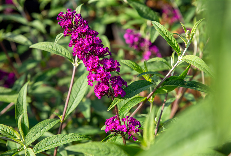 Buddleja davidii, pink Buddleja davidii, pink