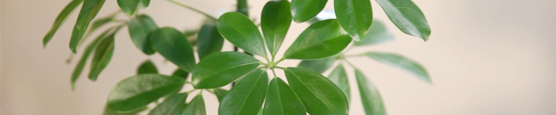 Zimmerpflanzenportrait - Strahlenaralie (Thumbnail) Zimmerpflanzenportrait - Strahlenaralie (Thumbnail)