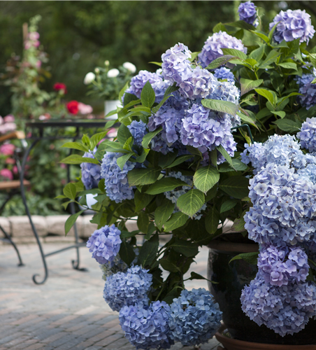 Hortensien schneiden für ein gesundes Wachstum Hortensien schneiden für ein gesundes Wachstum