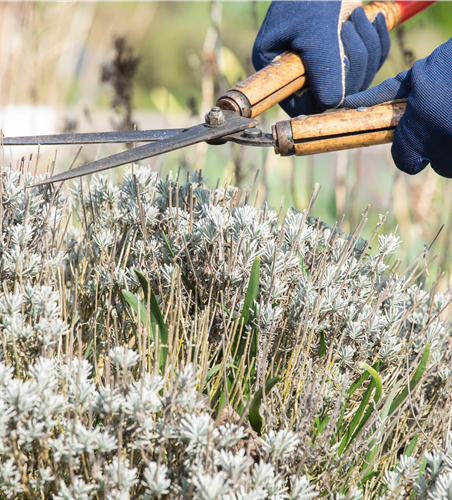 Zeit für den Rückschnitt im Frühjahr