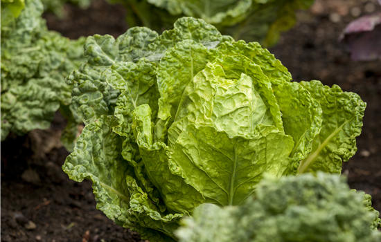 Gemüseanbau im Gewächshaus – so wird es ein voller Erfolg! Gemüseanbau im Gewächshaus – so wird es ein voller Erfolg!