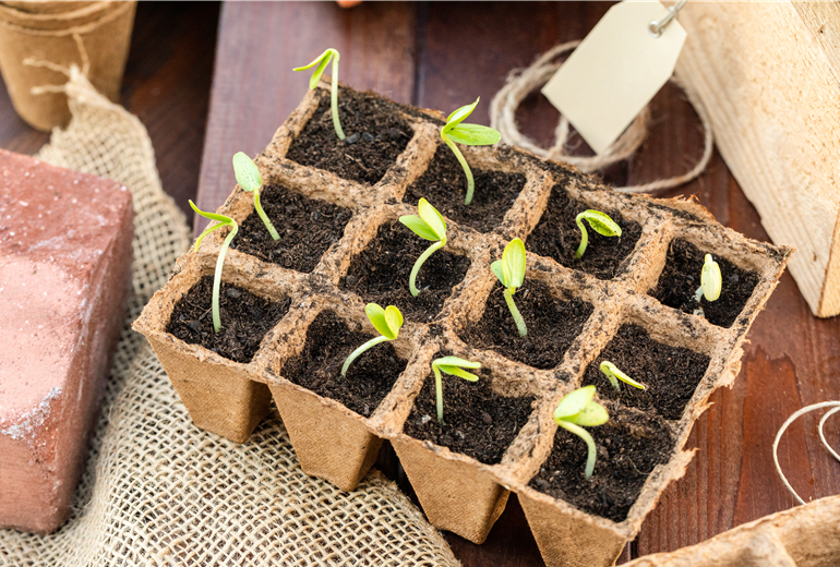 Anzuchtplatte Anzuchtplatte