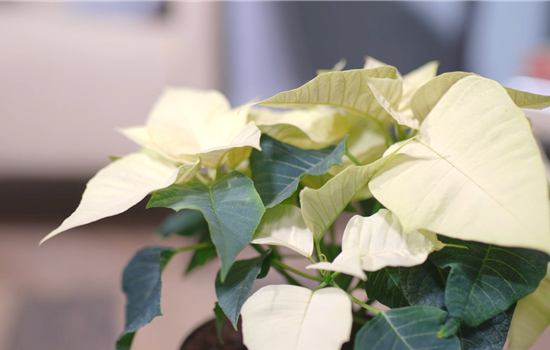 Zimmerpflanzenportrait - Weihnachtsstern (gelb) Zimmerpflanzenportrait - Weihnachtsstern (gelb)