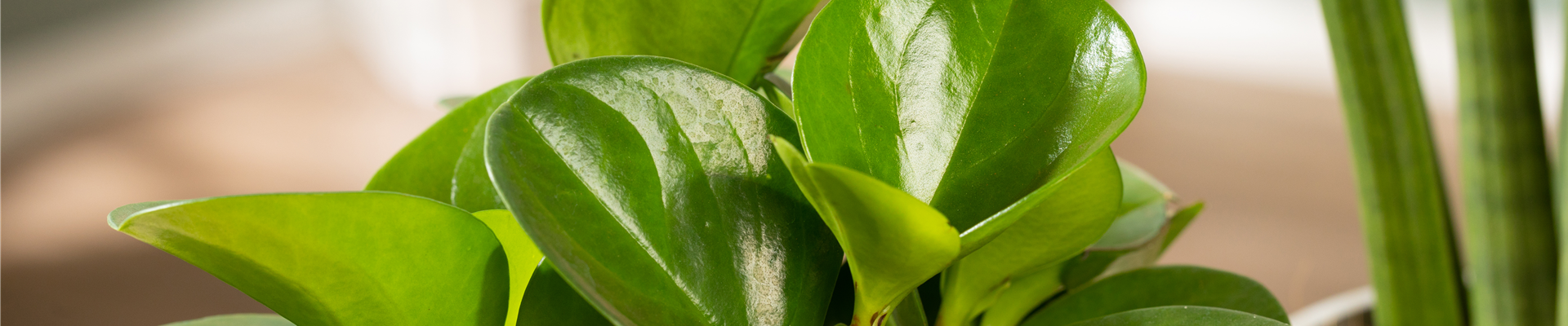 Peperomia obtusifolia Peperomia obtusifolia