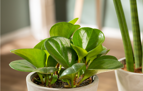 Zimmerpflanzen umtopfen – So werden grüne Mitbewohner groß Zimmerpflanzen umtopfen – So werden grüne Mitbewohner groß