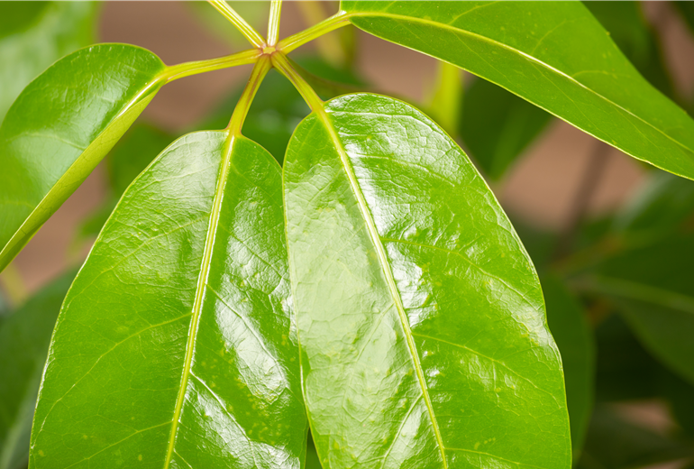 Schefflera arboricola 'Amate' Schefflera arboricola 'Amate'