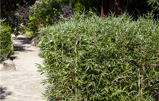 Ein Schirmbambus im Garten für immergrüne Highlights Ein Schirmbambus im Garten für immergrüne Highlights