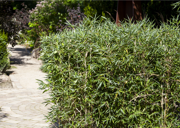 Bambus kaufen und einen Hauch Fernost genießen Bambus kaufen und einen Hauch Fernost genießen