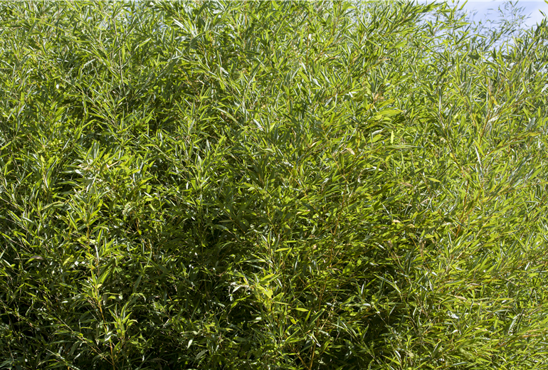Fargesia murielae