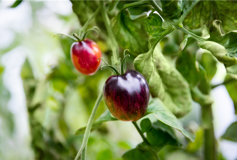 Tomate 'Purple Dragon'
