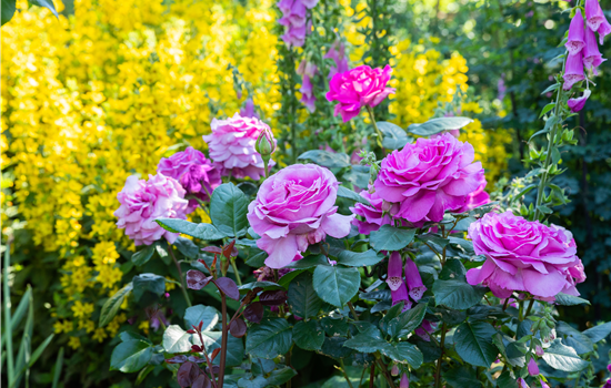 Rosen zurückschneiden und die Pflanzen damit gesund halten Rosen zurückschneiden und die Pflanzen damit gesund halten