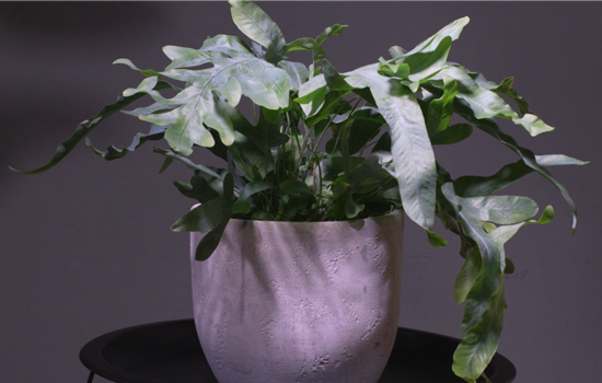 Blaufarn - Umtopfen Blaufarn - Umtopfen