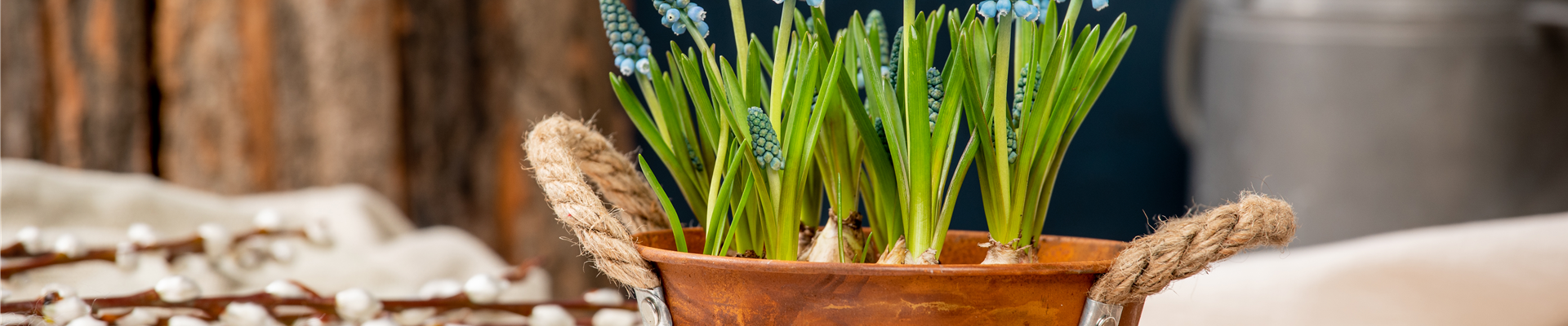 Frühblüher - Traubenhyazinthen im Ambiente Frühblüher - Traubenhyazinthen im Ambiente