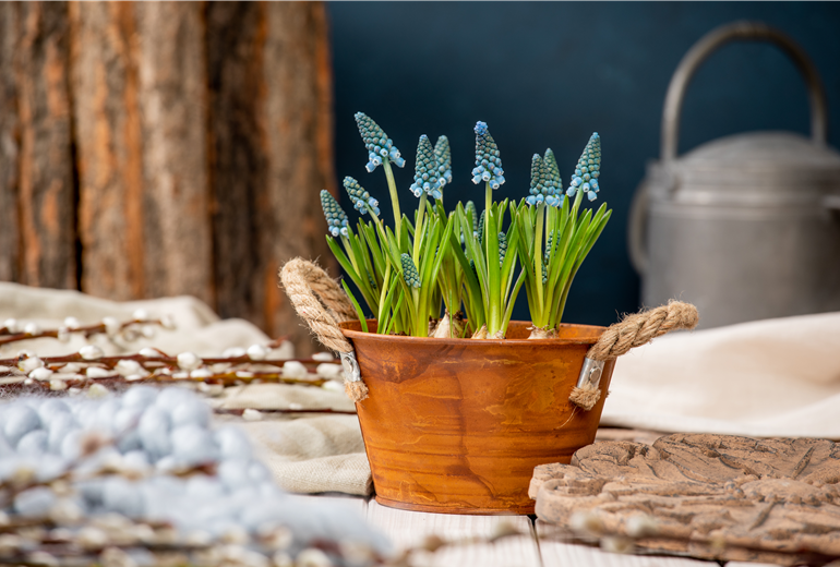 Frühblüher - Traubenhyazinthen im Ambiente Frühblüher - Traubenhyazinthen im Ambiente