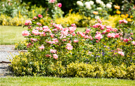 Bezaubernde Gartengestaltung mit Beetrosen entdecken Bezaubernde Gartengestaltung mit Beetrosen entdecken