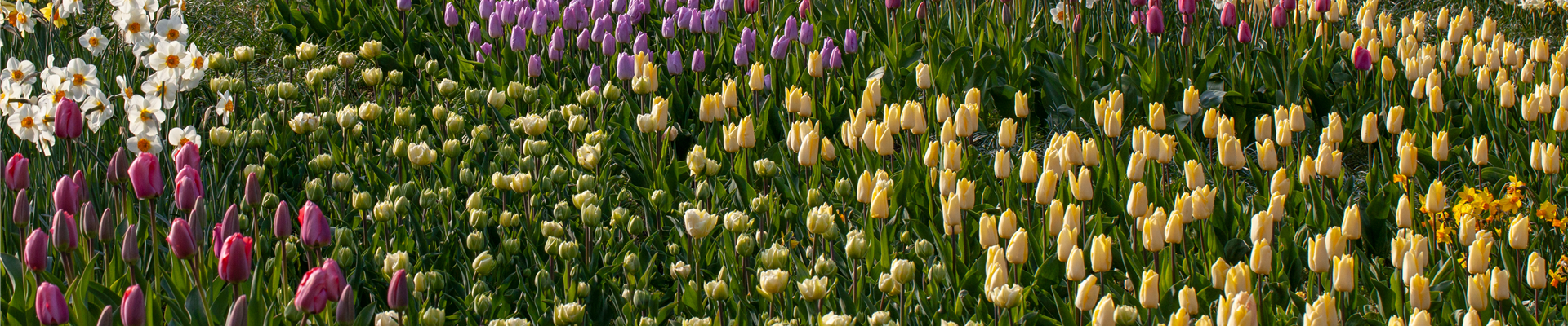 Beet mit Tulpen und Osterglocken Beet mit Tulpen und Osterglocken