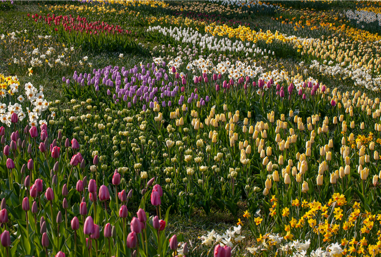 Beet mit Tulpen und Osterglocken Beet mit Tulpen und Osterglocken