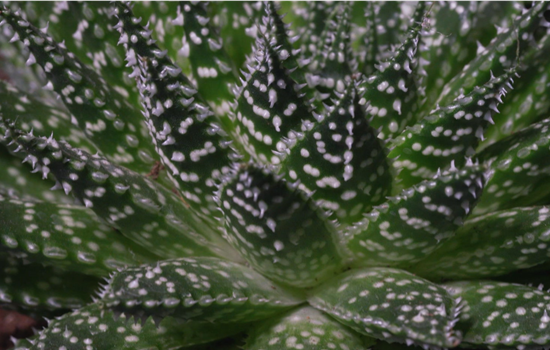 Haworthia - Umtopfen Haworthia - Umtopfen