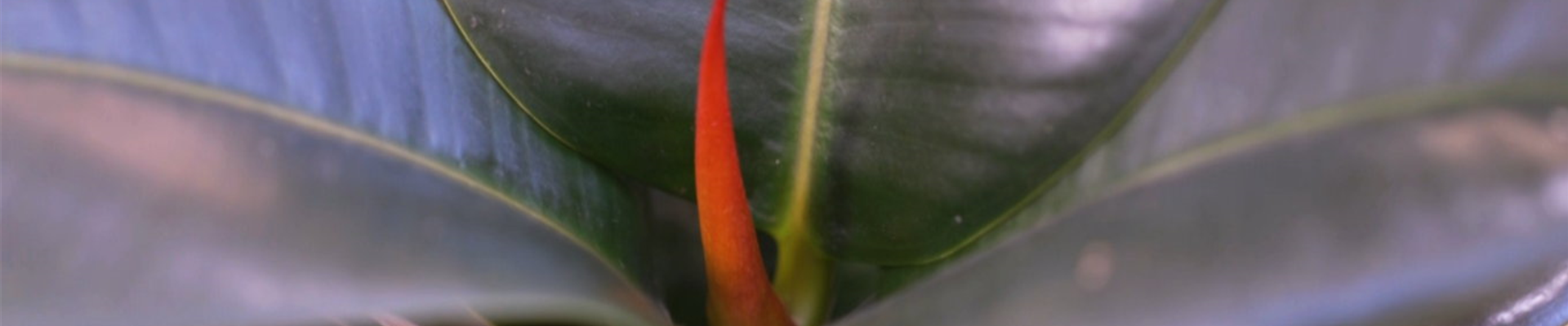 Gummibaum - Umtopfen (thumbnail) Gummibaum - Umtopfen (thumbnail)