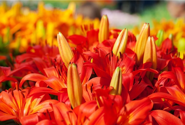 Lilium 'Orange Matrix' Lilium 'Orange Matrix'