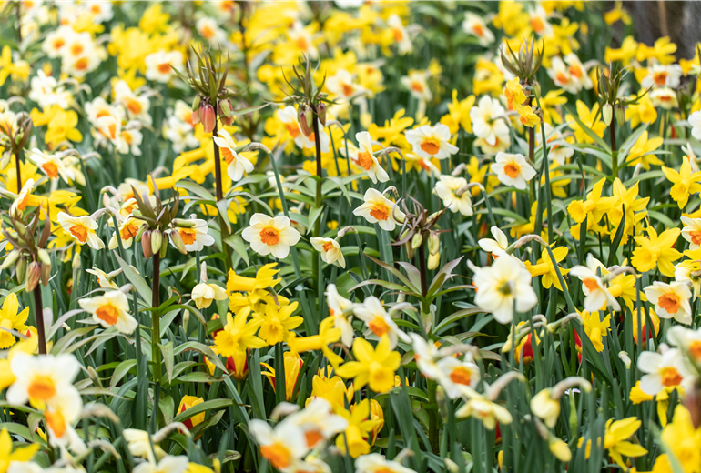 Osterglocken und Kaiserkronen Osterglocken und Kaiserkronen