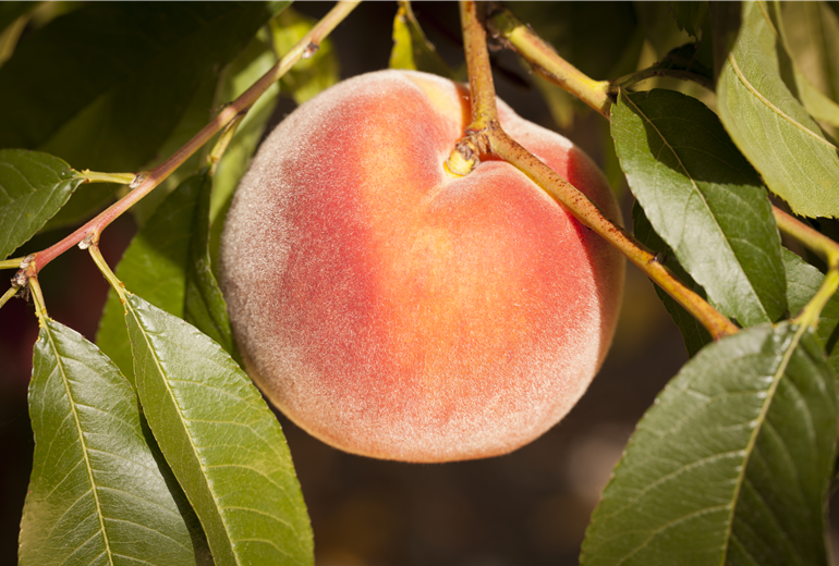 Prunus persica Prunus persica