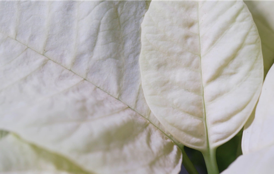 Weihnachtsstern (gelb) - Umtopfen Weihnachtsstern (gelb) - Umtopfen