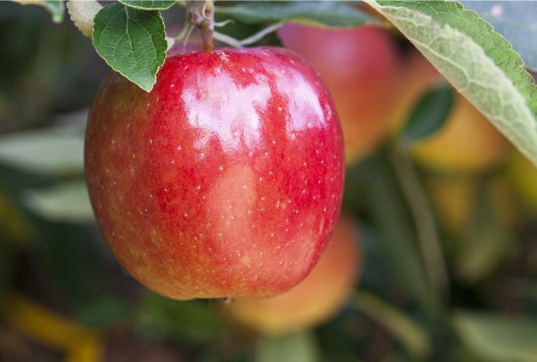 Malus domestica 'Braeburn'