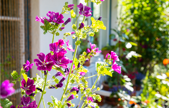 Stauden vor Schädlingen schützen – So geht’s richtig Stauden vor Schädlingen schützen – So geht’s richtig