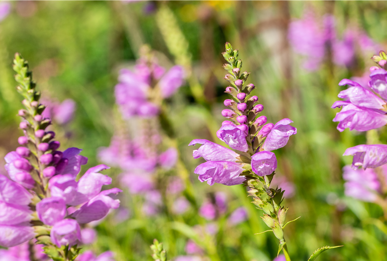 Physostegia virginiana