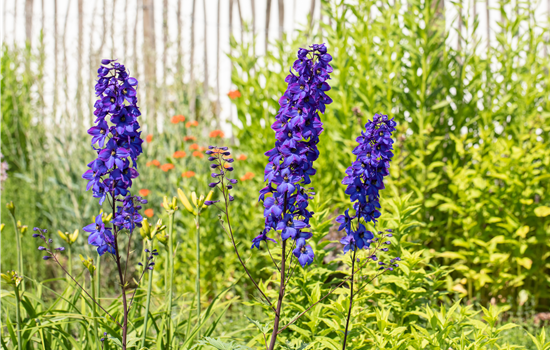 Rittersporn als blühendes Highlight im sommerlichen Garten