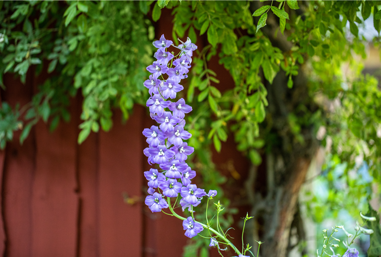 Delphinium belladonna, blau