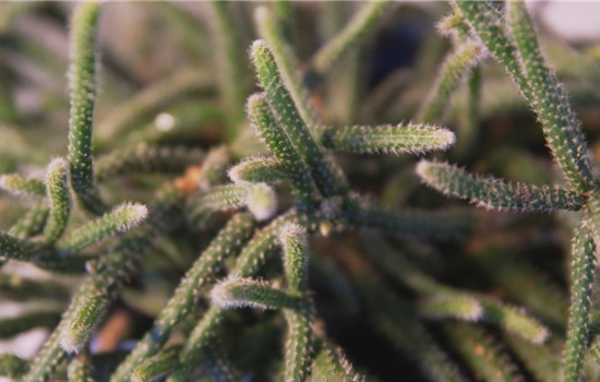 Binsenkaktus - Umtopfen Binsenkaktus - Umtopfen