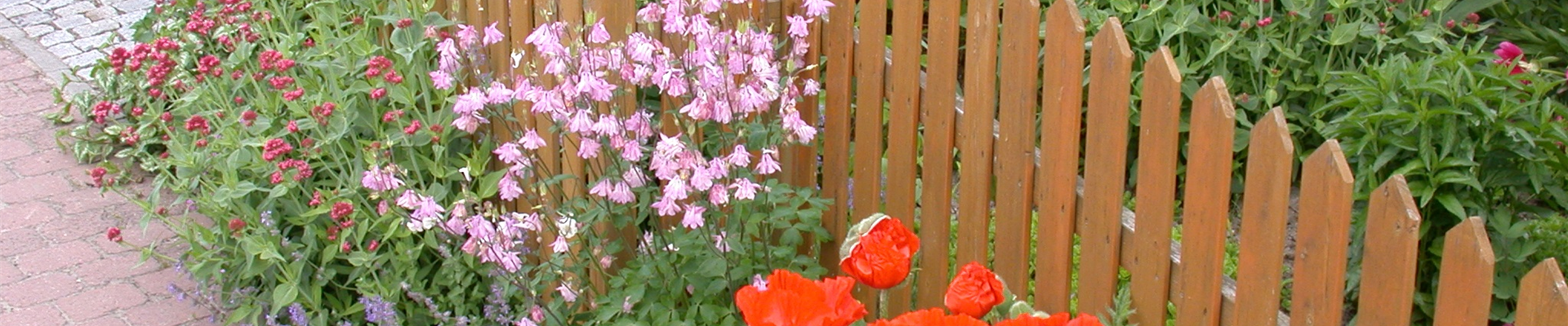 Blumen am Gartenzaun Blumen am Gartenzaun