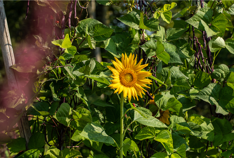 Helianthus annuus Helianthus annuus