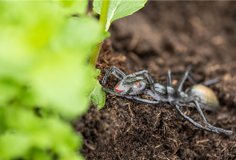 Ameise im Beet Ameise im Beet