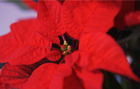 Weihnachtsstern - Umtopfen Weihnachtsstern - Umtopfen