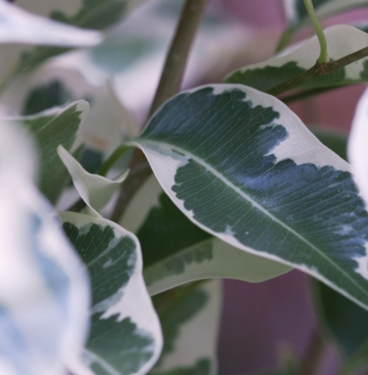 Birkenfeige - Umtopfen Birkenfeige - Umtopfen