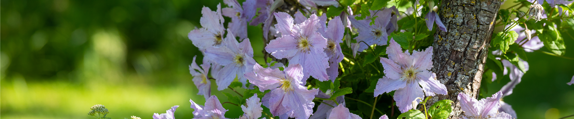 Clematis, lila Clematis, lila