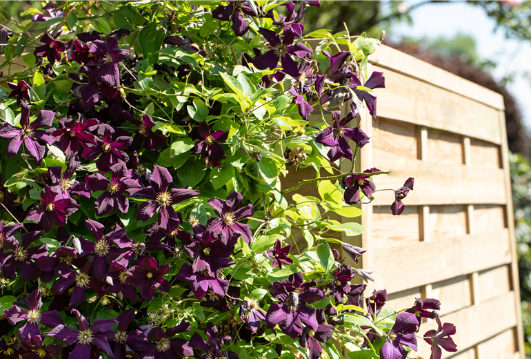 Clematis, rot Clematis, rot