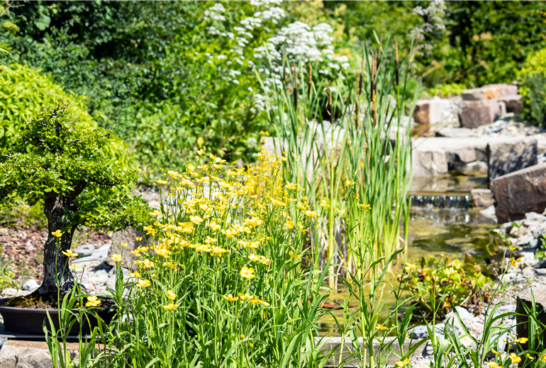 Wassergarten Wassergarten