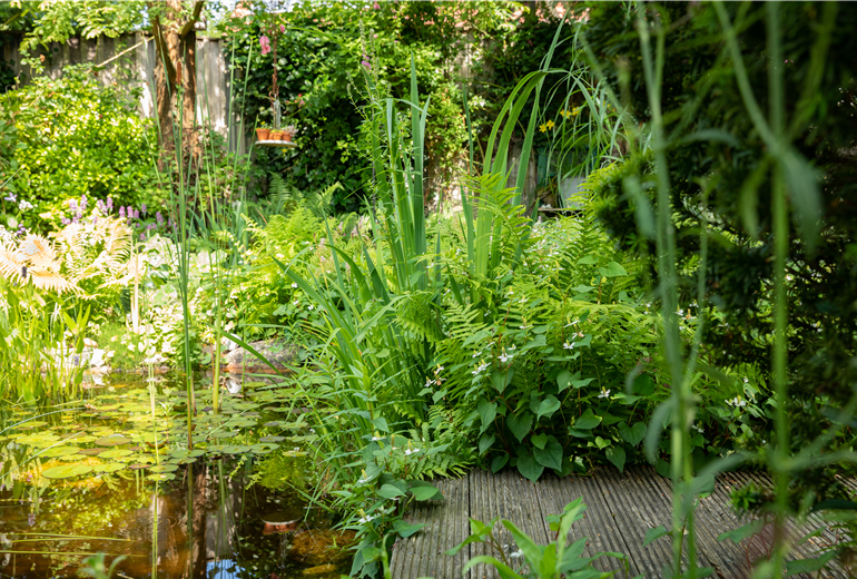 Gartenteich Gartenteich