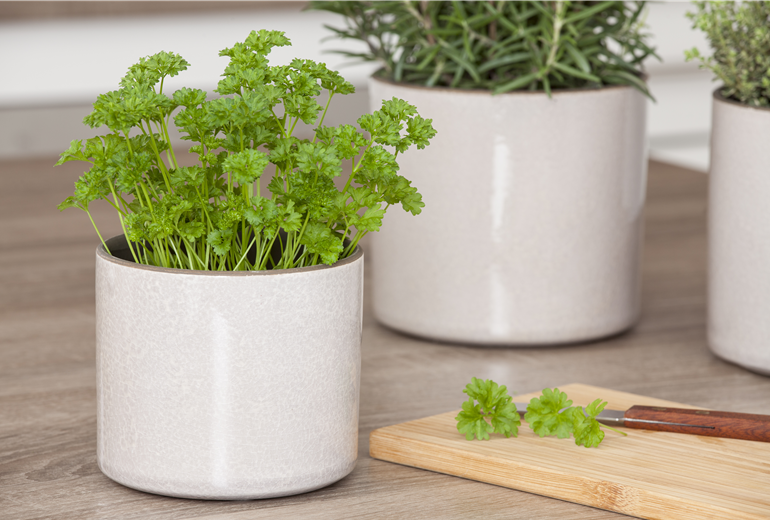 Petroselinum crispum 'Mooskrause' Petroselinum crispum 'Mooskrause'