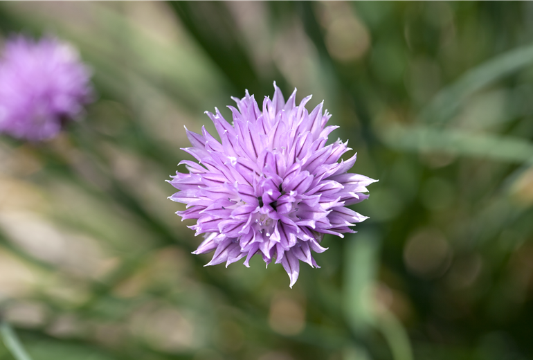 Allium schoenoprasum, violett Allium schoenoprasum, violett