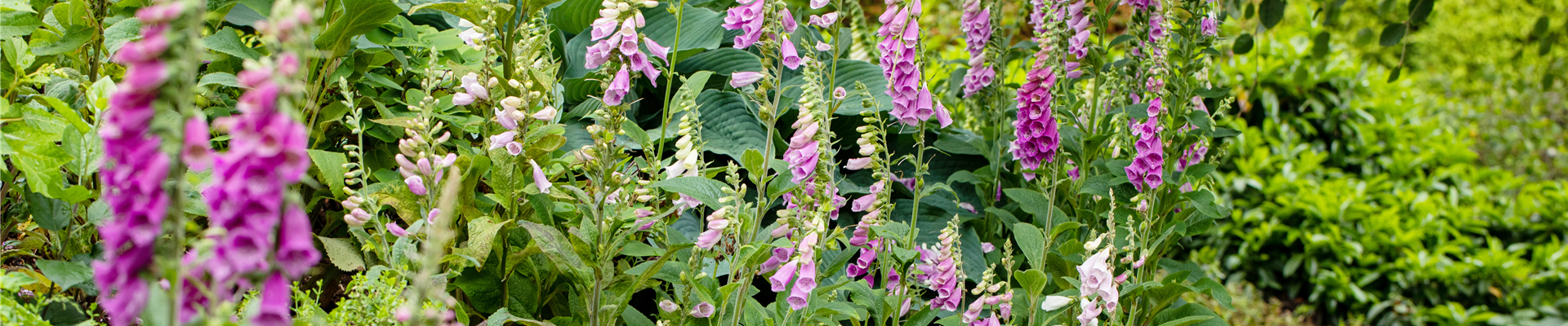 Digitalis purpurea Digitalis purpurea