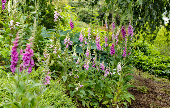 So wird’s richtig bunt - Stauden für jeden Standort im Garten So wird’s richtig bunt - Stauden für jeden Standort im Garten