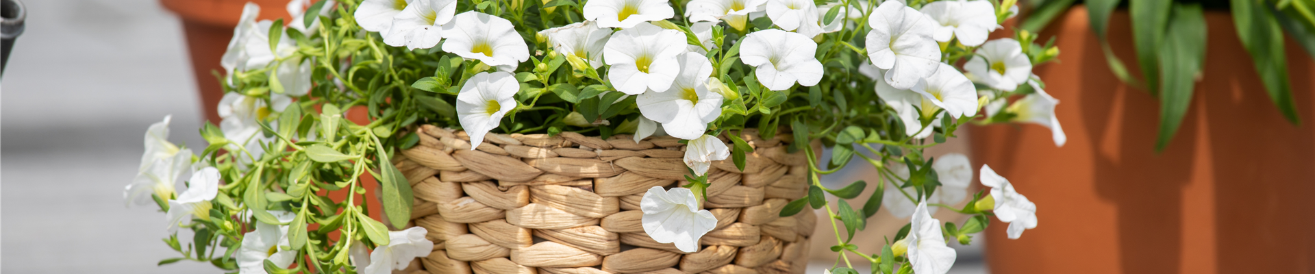 Calibrachoa, weiß Calibrachoa, weiß